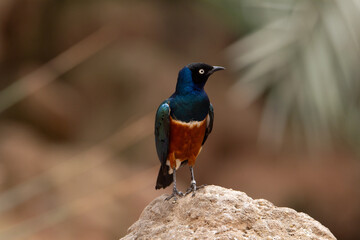 a single chestnut-bellied starling (Lamprotornis pulcher) standing upright on a rock isolated on a natural background