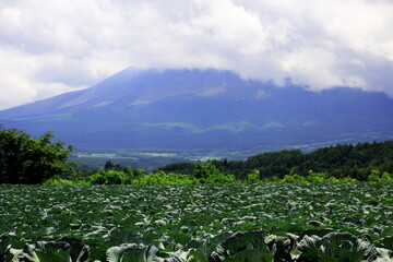 キャベツ畑と山