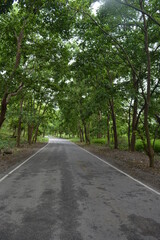 Fototapeta na wymiar Green Forest Trees Road HD Wallpapers Stock Image India
