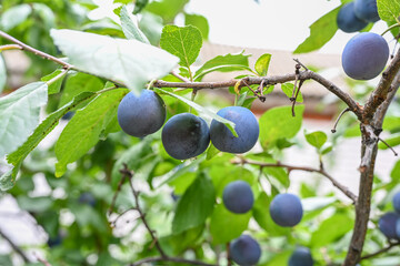 Plum orchard with plums growing on plums tree.