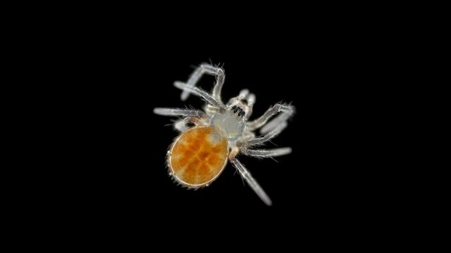 Opisthothelae Bilder Durchsuchen 52 Archivfotos, und