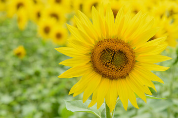 big bright yellow sunflower in the field. Large flowers of a sunflower in the sunlight. Yellow flowers on a farm field. Agriculture concept, organic products, good harvest. Growing seeds for oil.