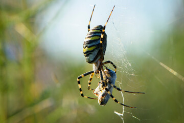 large wasp spider sits on a web on a green background. Argiope Bruennichi, or lat spider wasp....