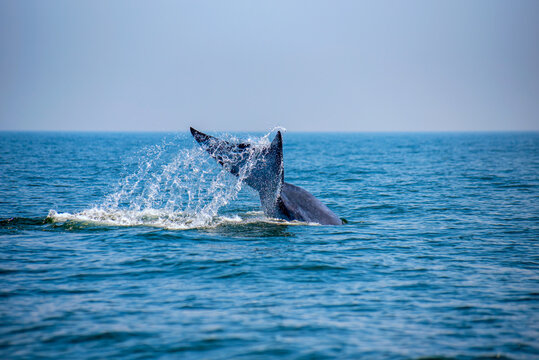 Tail of Bryde's whale (Eden's whale). It will raise its tail highter from the surface before dive underwater again. Taken at Bang Tabun, Phetchaburi in Gulf of Thailand.