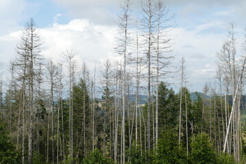 Forest dieback, dead spruce trees, forest dying because of climate change, dryness and immense reproduction of the bark beetles. Village Bornhagen in Eichsfeld, Thuringia, Germany.