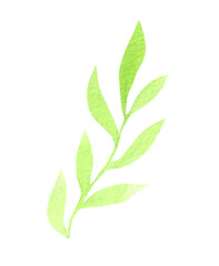 watercolor plant vector illustrations, for wedding invitations and graphic design. isolated hand drawn botanical clip art on white background, summer flowers and leaves decoration