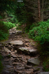 Fototapeta premium Tourist route. A bumpy path covered with stones hidden in dense forest