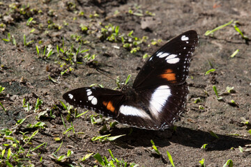 This butterfly was stuck in my background, couldn't fly. I assumed it was pumping its wings.