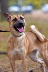 ginger mongrel dog at animal shelter
