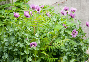 A pink poppy flower. Quality image for your project