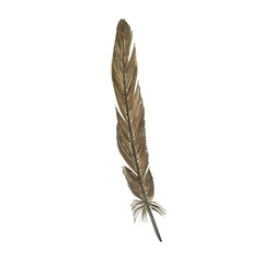 Fototapeta na wymiar Brown feather isolated on white background. Watercolor hand drawing illustration. Realistic painting of bird plumage for design.