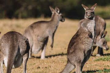 Eastern Grey Kangaroo, Ulladulla, NSW, Australia. 