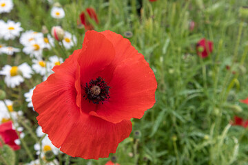 A Field Poppy with Daisies