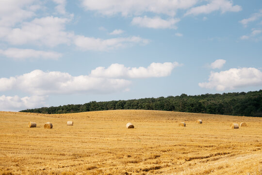 Hay bale rolls in cultivated field after wheat harvest, cloudy summer day. Straw rolls on wheat field.
