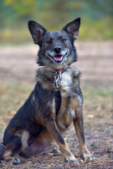 mongrel dog in the animal shelter waiting for the owners