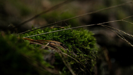 Moss
