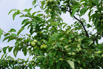 Fototapeta na wymiar apple tree after the rain, green fresh apples with raindrops on the tree, cloudy weather