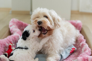 Tibet Terrier Welpe mit Mutter