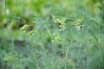 green dill grows in the garden in summer