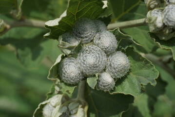 burdock plant wallpaper healing bush