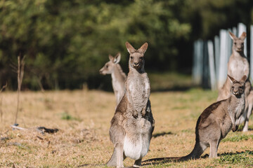 Naklejka na ściany i meble Eastern Grey Kangaroo, Ulladulla, NSW, Australia. 