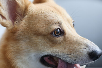 Portrait of purebred domestic dog welsh corgi