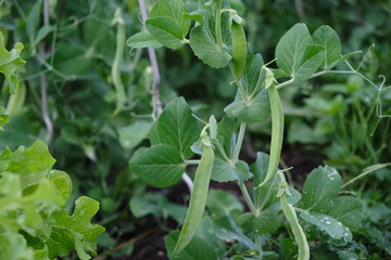 peas growing on the garden bed selective focus