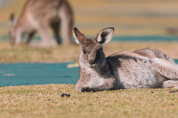 Eastern Grey Kangaroo, Ulladulla, NSW, Australia. 