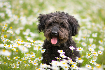 Beautiful mudi poodle mix breed dog posing in flowers, nature