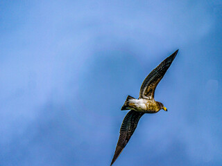 Juvenile Gull Wings Spread