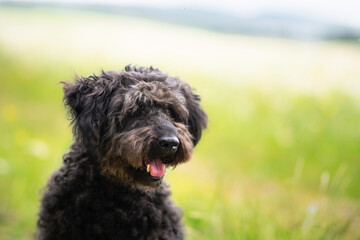 Beautiful mudi poodle mix breed dog posing in flowers, nature