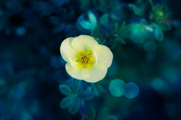 Fototapeta premium A yellow flower in different, magical world
