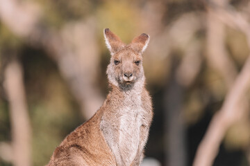 Fototapeta premium Eastern Grey Kangaroo, Ulladulla, NSW, Australia. 