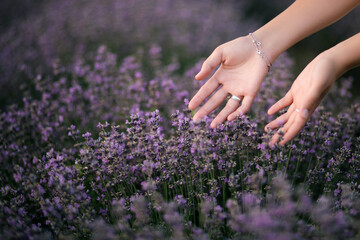 Female hands touching lavender flowers blooming in a field.