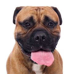 Portrait of beautiful animals in front of a white background