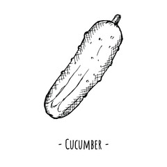 Cucumber. Vector illustration. Isolated object on white. Hand-drawn style.