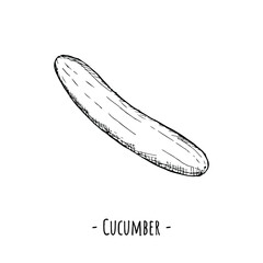 Cucumber. Vector illustration. Isolated object on white. Hand-drawn style.
