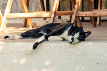 A black and white cat lies tiredly on the terrace in front of the house on a tiled placket and looks into the lens
