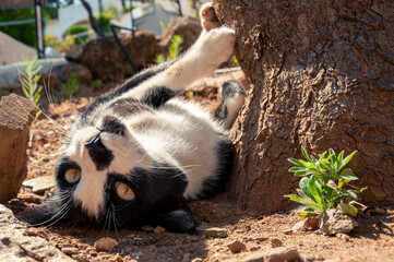 A black and white cat with yellow eyes is lying on its back on the sand, fooling around, upside...