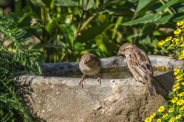 Two sparrows sitting on a bird bath in the sun