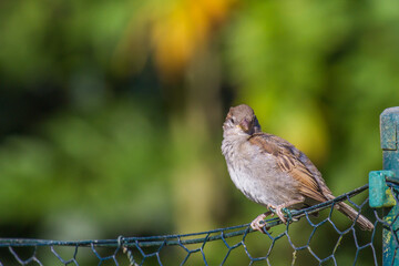 A sparrow sitting on a wire-mesh fence in the sun