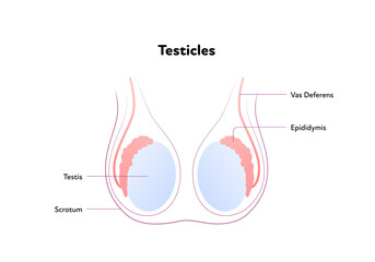 Human reproductive system anatomy inforgaphic chart. Vector flat healthcare illustration. Male testicles with text diagram. Front view. Design for biology, health care, urology