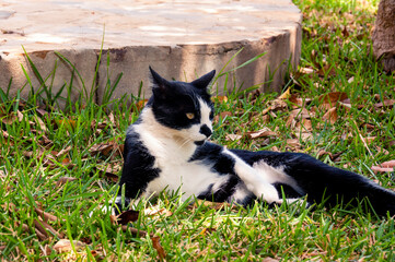 A black and white cat is lying in the grass, one paw is lying on its stomach, looking into the distance with a serious look