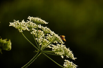 Wildblume mit Fliege