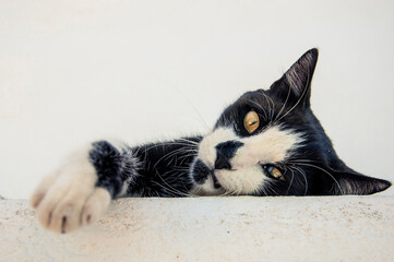 A black-and-white cat with yellow eyes is lying on its side on a white wall, one paw sticks out blurred, looks attentively at the lens