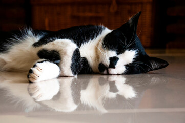 A black and white cat sleeps on its side on a glossy tile floor and is reflected