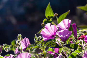 Delicate purple flowers with green leaves shine through sunlight on a dark background.