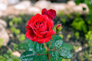 Red rose grows in the garden with green petals with drops after rain on the petals