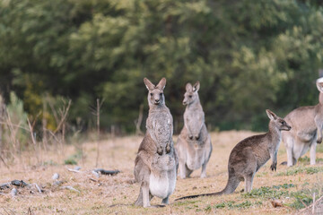 Eastern Grey Kangaroo, Ulladulla, NSW, Australia. 