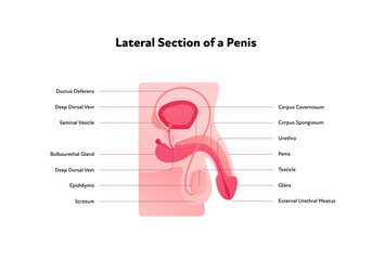 Human reproductive system anatomy inforgaphic chart. Vector flat healthcare illustration. Male penis and testicles with text. Lateral section. Side view. Design for biology, health care, urology © tasty_cat